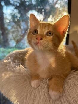 Roary -  Domestic Short Hair Cat for Adoption in Oceanside, California - Roary | PetCurious