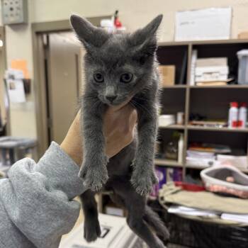Domestic Short Hair Cats Available for Adoption in Birmingham, Alabama - Mango | PetCurious