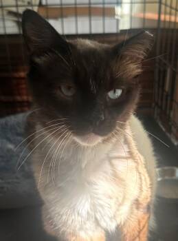 Siamese and Domestic Short Hair Cats Available for Adoption - Simon | PetCurious