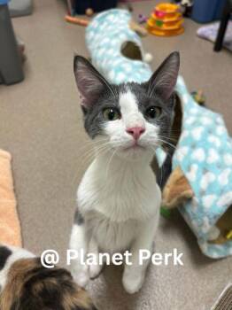 Domestic Short Hair Cats Available for Adoption - Indy - Super Affectionate Little Guy! | PetCurious