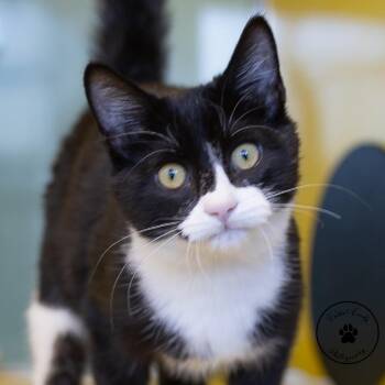 Nightshade -  Domestic Short Hair Cat for Adoption in Abilene, Texas - Nightshade | PetCurious