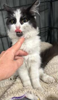 Pie -  Domestic Long Hair Cat for Adoption in Portland, Indiana - Pie | PetCurious