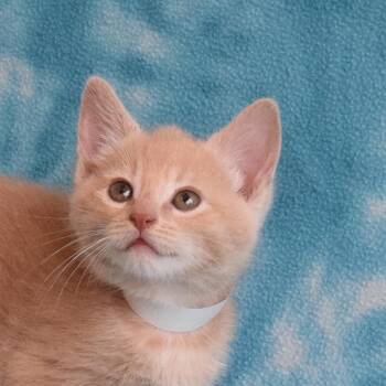 Turbo -  Domestic Short Hair Cat for Adoption in Eureka, California - Turbo | PetCurious