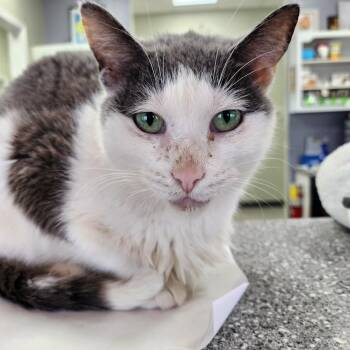 Rescue Domestic Short Hair Cats for Adoption in Ottawa, Illinois - Freya | PetCurious