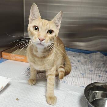Garfield -  Domestic Short Hair Cat for Adoption in Clearwater, Florida - Garfield | PetCurious