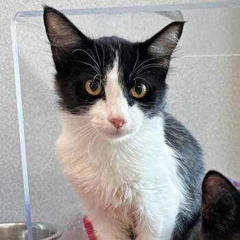 Squeak -  Domestic Short Hair Cat for Adoption in Hailey, Idaho - Squeak | PetCurious