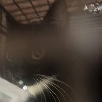 Domestic Short Hair Cats Available for Adoption in Philadelphia, Pennsylvania - Hydeer | PetCurious