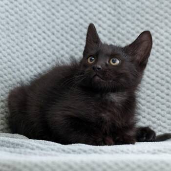 Domestic Short Hair Cats Available for Adoption in Sunnyvale, California - Assam | PetCurious