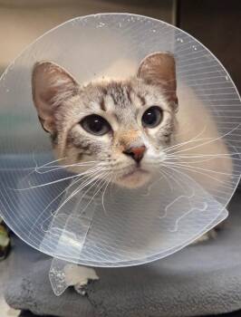 Alani Nani -  Domestic Short Hair Cat for Adoption in Ocala, Florida - Alani Nani | PetCurious