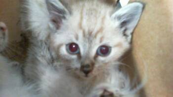 Domestic Medium Hair Cats Available for Adoption in Charlotte, North Carolina - CHARLIE | PetCurious