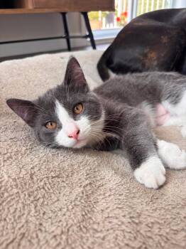 Onyx -  Domestic Short Hair Cat for Adoption in Delson, Quebec - Onyx | PetCurious