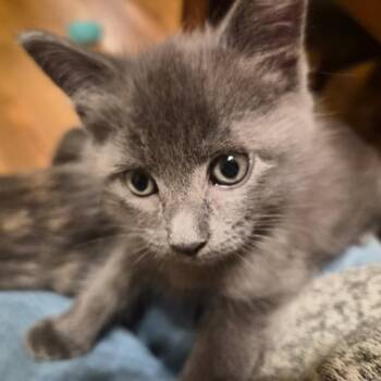 Domestic Short Hair Cats Available for Adoption in Fayetteville, Georgia - Peter (adopt With Mary) | PetCurious