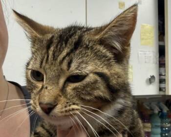 Domestic Short Hair Cats Available for Adoption in Salisbury, Maryland - Foo Fighters | PetCurious