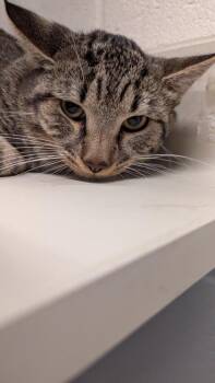 Domestic Short Hair Cats Available for Adoption in Wichita, Kansas - Jimmy | PetCurious