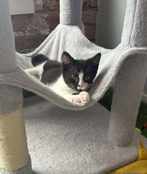 Dapper Dan -  Domestic Short Hair Cat for Adoption in Homer Glen, Illinois - Dapper Dan | PetCurious