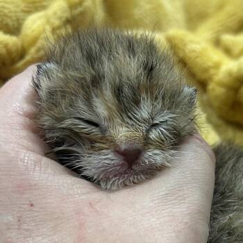 Domestic Short Hair Cats Available for Adoption in Brevard, North Carolina - Moss | PetCurious