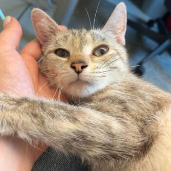 Domestic Short Hair Cats Available for Adoption in Fairport, New York - Eleanor | PetCurious