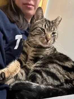 Domestic Short Hair Cats Available for Adoption in Florham Park, New Jersey - Romeo The Sweetheart | PetCurious