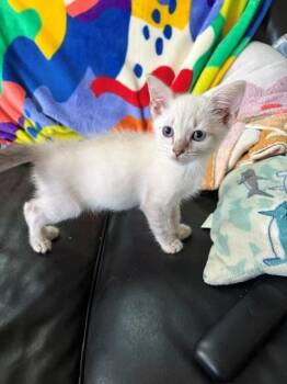 AQUARIUS -  Domestic Short Hair Cat for Adoption in Louisville, Kentucky - AQUARIUS | PetCurious