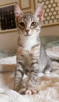 Domestic Short Hair and Tabby Cats Available for Adoption in Pompano Beach, Florida - Eliza | PetCurious
