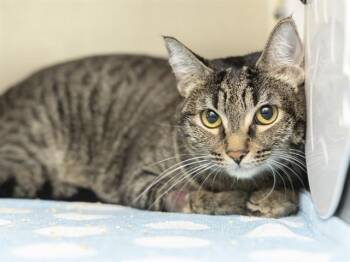 LUNA -  Domestic Short Hair Cat for Adoption in Phoenix, Arizona - LUNA | PetCurious
