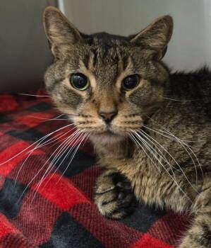 Onslow -  Domestic Short Hair Cat for Adoption in Ocala, Florida - Onslow | PetCurious