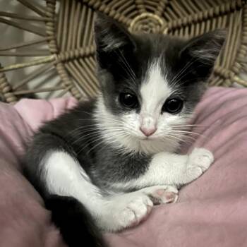 Muffy -  Domestic Short Hair Cat for Adoption in Long Beach, California - Muffy | PetCurious