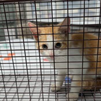Mofu -  Domestic Medium Hair Cat for Adoption in Jefferson City, Tennessee - Mofu | PetCurious