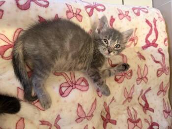 Tequila -  Domestic Short Hair Cat for Adoption in Ardsley, New York - Tequila | PetCurious