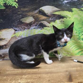 Falcons -  Domestic Short Hair Cat for Adoption in Normal, Illinois - Falcons | PetCurious