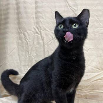 Lunaria -  Domestic Short Hair Cat for Adoption in Lyndhurst, Virginia - Lunaria | PetCurious