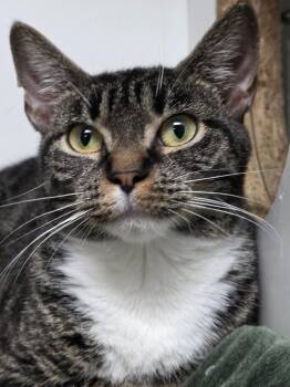 Mama Scott -  Domestic Short Hair Cat for Adoption in Huntington, Indiana - Mama Scott | PetCurious