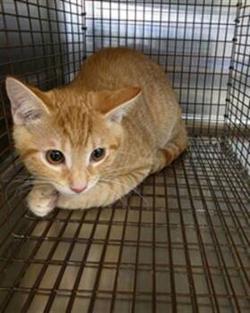 HANDSOME 2 -  Domestic Short Hair Cat for Adoption in Houston, Texas - HANDSOME 2 | PetCurious