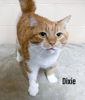 Dixie -  Domestic Short Hair Cat for Adoption in Clearfield, Kentucky - Dixie | PetCurious