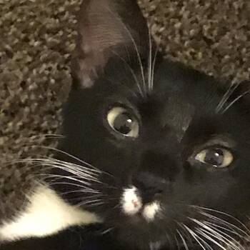 Pandora -  Domestic Short Hair Cat for Adoption in Bismarck, North Dakota - Pandora | PetCurious