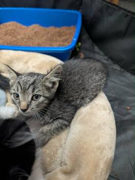 Scrabble -  Tabby Cat for Adoption in Grand Junction, Colorado - Scrabble | PetCurious