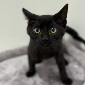 Domestic Short Hair Cats Available for Adoption - Knight - Chino Hills Location | PetCurious