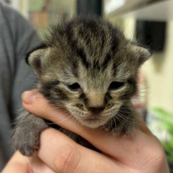 House -  Domestic Short Hair Cat for Adoption in Asheville, North Carolina - House | PetCurious