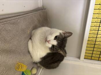 Rescue Domestic Short Hair Cats for Adoption in Lyndhurst, New Jersey - Ashen | PetCurious