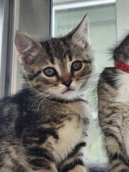 Domestic Short Hair Cats Available for Adoption in Westland, Michigan - French Fry | PetCurious