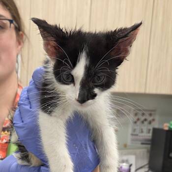Jaxsun -  Domestic Short Hair Cat for Adoption in Chattanooga, Tennessee - Jaxsun | PetCurious