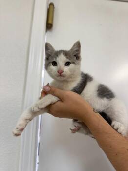 Leon -  Domestic Medium Hair Cat for Adoption in Vacaville, California - Leon | PetCurious
