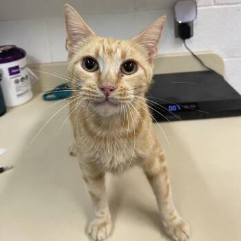 Sassy -  Domestic Short Hair Cat for Adoption in Ardmore, Oklahoma - Sassy | PetCurious