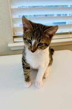 Rescue Domestic Short Hair Cats for Adoption in Walnut Creek, California - Chandler | PetCurious