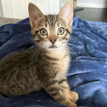 Bolt - An Affectionate Little Dynamo -  Tabby Cat for Adoption in Hamilton, Ontario - Bolt - An Affectionate Little Dynamo | PetCurious