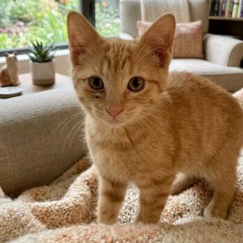 Sunny 1385 -  Domestic Short Hair Cat for Adoption in Boca Raton, Florida - Sunny 1385 | PetCurious