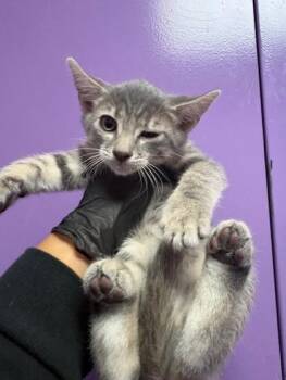 Domestic Short Hair Cats Available for Adoption in El Paso, Texas - 60887214 | PetCurious