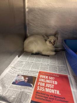 Carlaylee -  Siamese Cat for Adoption in Sorrento, Louisiana - Carlaylee | PetCurious