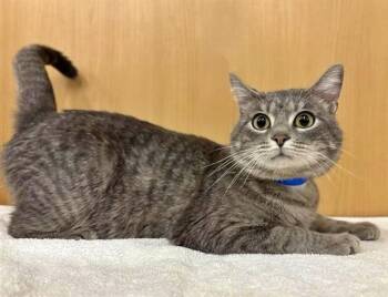 Domestic Short Hair Cats Available for Adoption in Brentwood, Missouri - BIRK | PetCurious
