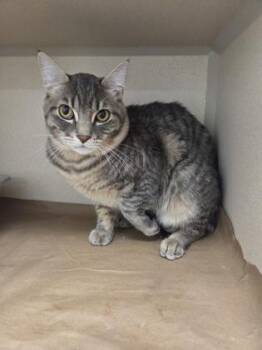 Rowan -  Domestic Short Hair Cat for Adoption in Bellevue, Washington - Rowan | PetCurious